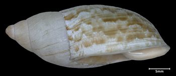 Media type: image;   Malacology 72765 Aspect: lateral